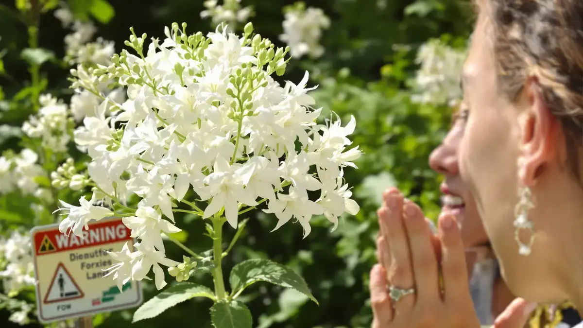 Deze plant met witte bloemen, verboden in sommige Europese landen, verbergt een sap dat blindheid kan veroorzaken